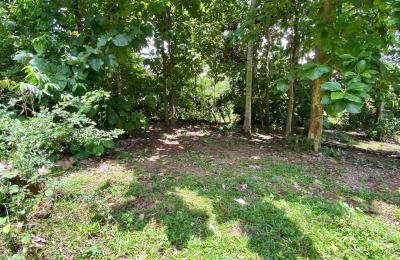Coconut Land for Sale in Kurunegala