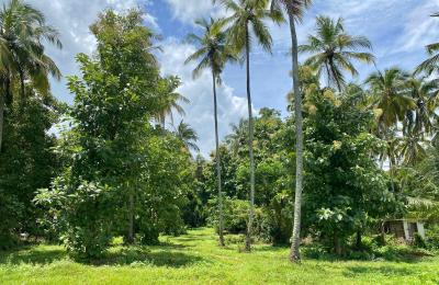 Coconut Land for Sale in Kurunegala