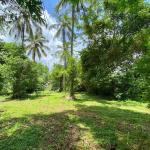 Coconut Land for Sale in Kurunegala